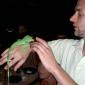 iguane